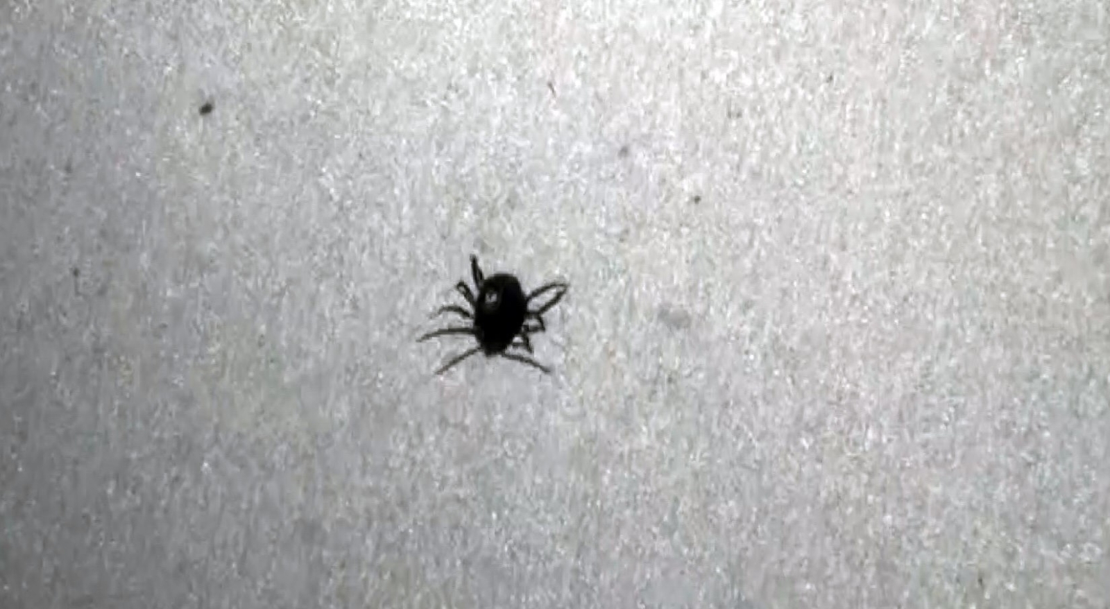 Kenenin neden olduğu ölümlere bir yenisi eklendi