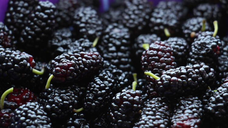 Karadutun bilinmeyen 5 mucizevi faydası