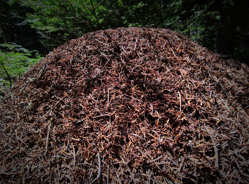 Uludağ’da dev karınca yuvaları