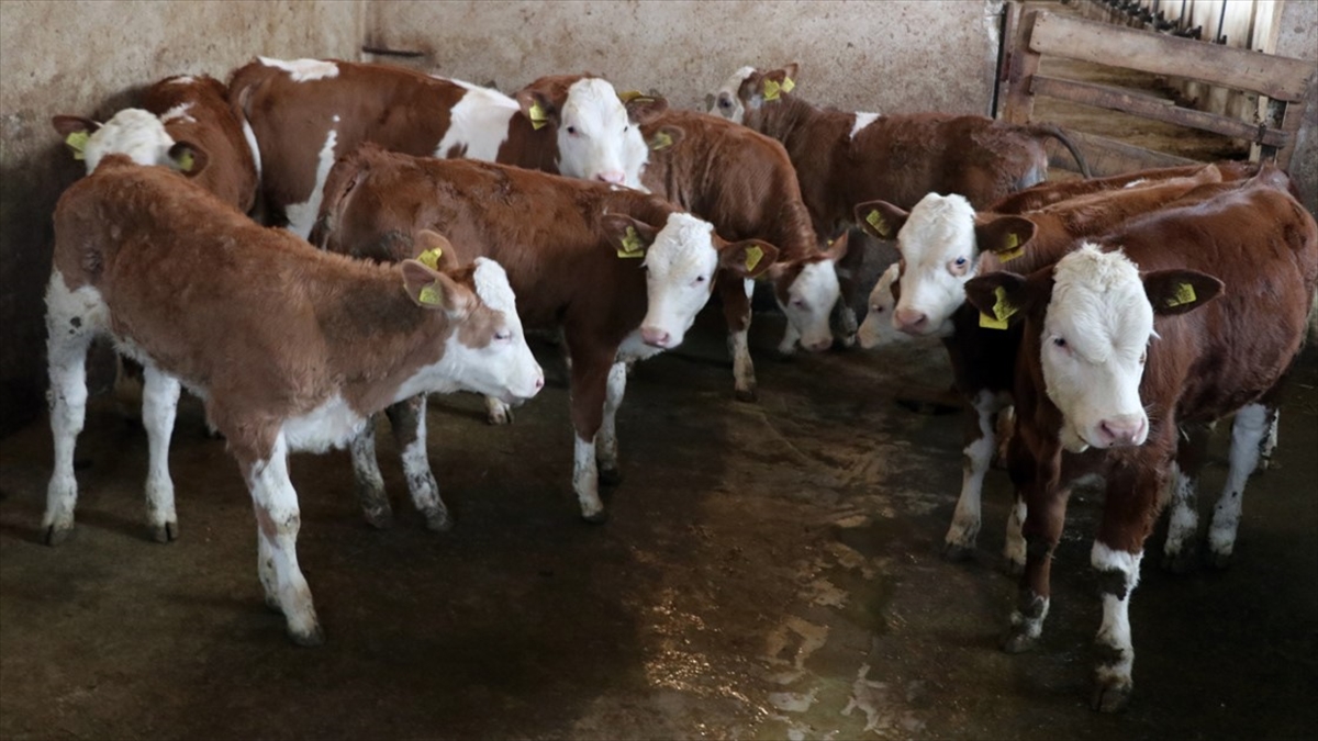 Şarbon Hastalığı İçin Hayvan Sahiplerine Tazminat Ödenecek