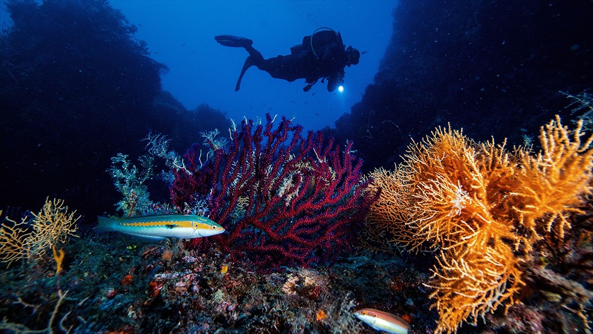 Okyanusların Isınması Ve Kirlenmesi Canlı Yaşamını Tehdit Ediyor