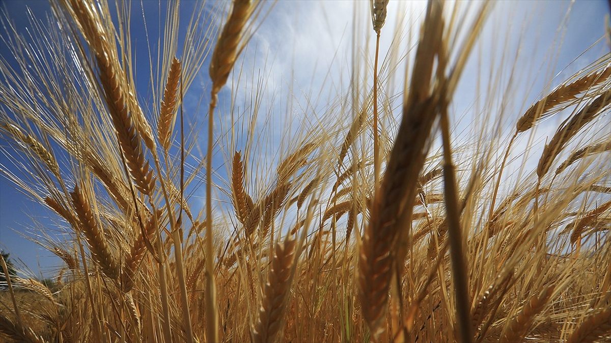 Tarım Sezonunun Yaşandığı Son 8 Aylık Dönemde Yağışlar Yüzde 27 Azaldı
