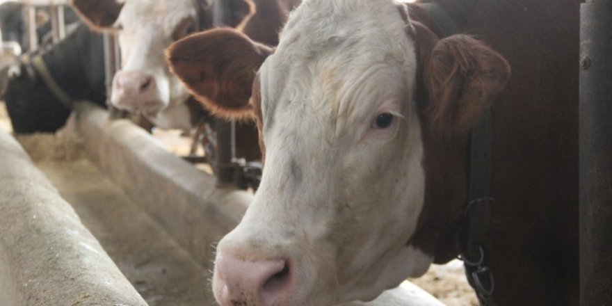 Kurbanlık fiyatında artış beklenmiyor