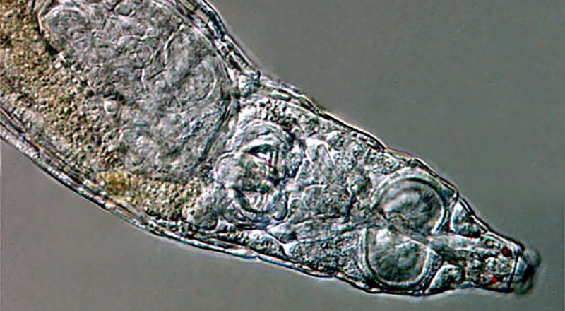 RUS BİLİM İNSANLARI, 24 BİN YILDIR DONMUŞ HALDE BULUNAN ÇOK HÜCRELİ BİR CANLIYI HAYATA DÖNDÜRDÜ