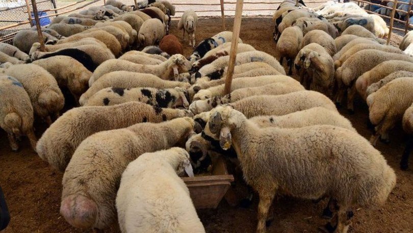 Kurbanlık koç, koyun ve dana fiyatları 2021!