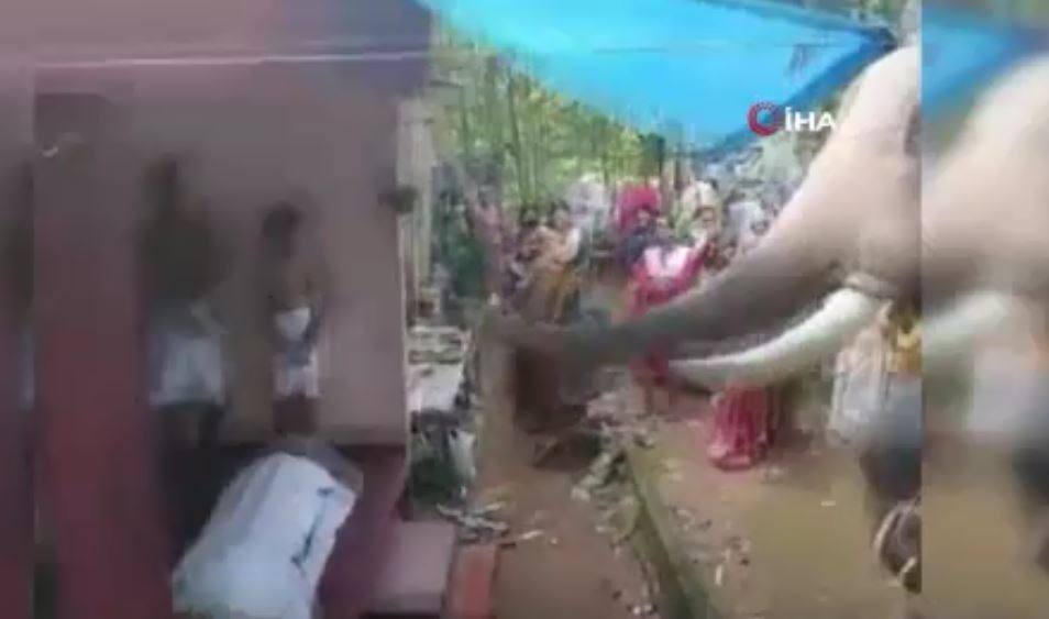 Fil, ölen bakıcısını görmeye gitti.