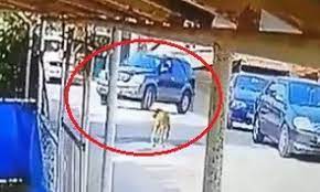 Köpeği ezdi, yoluna devam etti