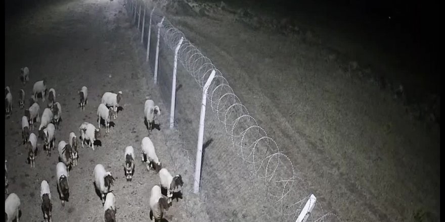 Koyun Çiftliğine girmek isteyen çizgili sırtlan böyle görüntülendi