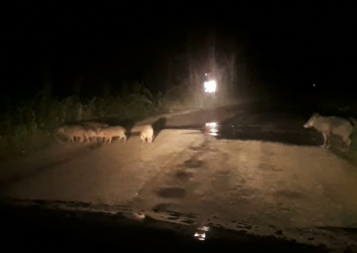 Şehre İnen Domuzlar Ezilmekten Son Anda Kurtuldu