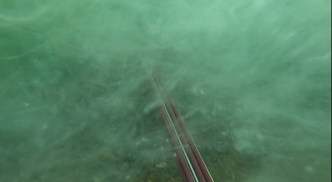 Çürüyen Deniz Salyası Dehşete Düşürdü