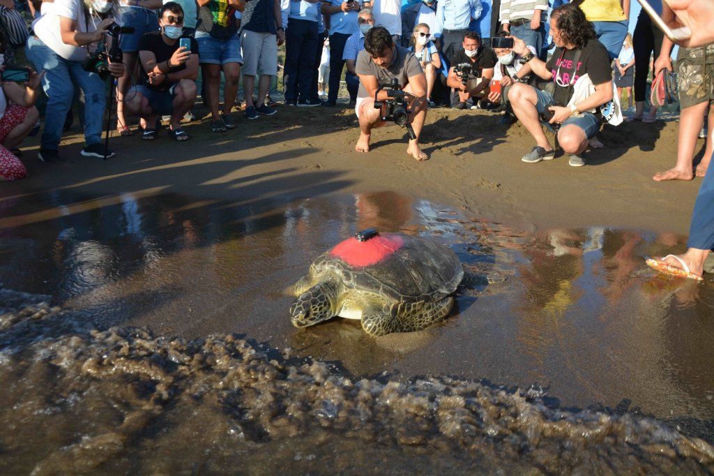 Uydu takip cihazı takılan yeşil deniz kaplumbağası denize bırakıldı