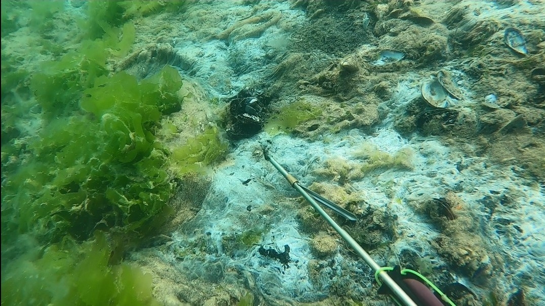 Çürüyen deniz salyası dehşete düşürdü