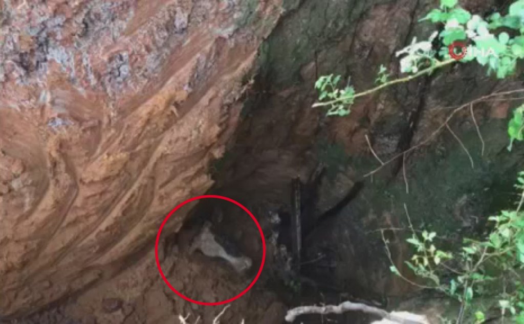 Sarıyer’de kuyuya düşen hamile ineği itfaiye ekipleri kurtardı