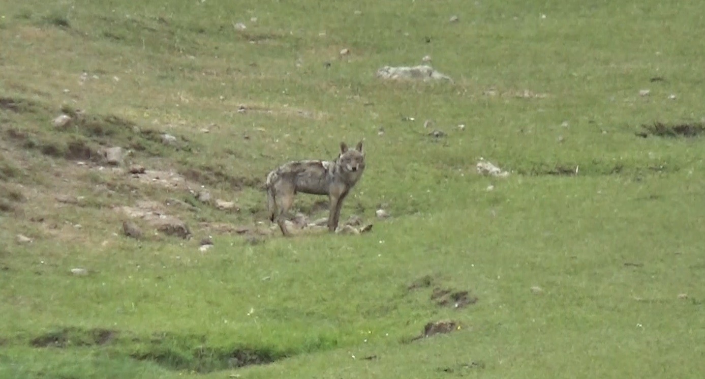 Sarıkamış’ta Kurt Yola İndi