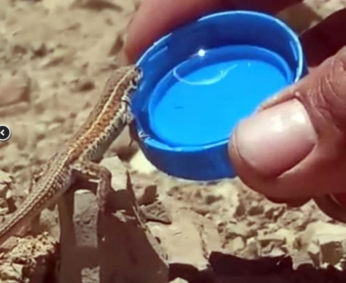 Bitkin Halde Olan Kertenkeleye Kapakta Su İçirdi