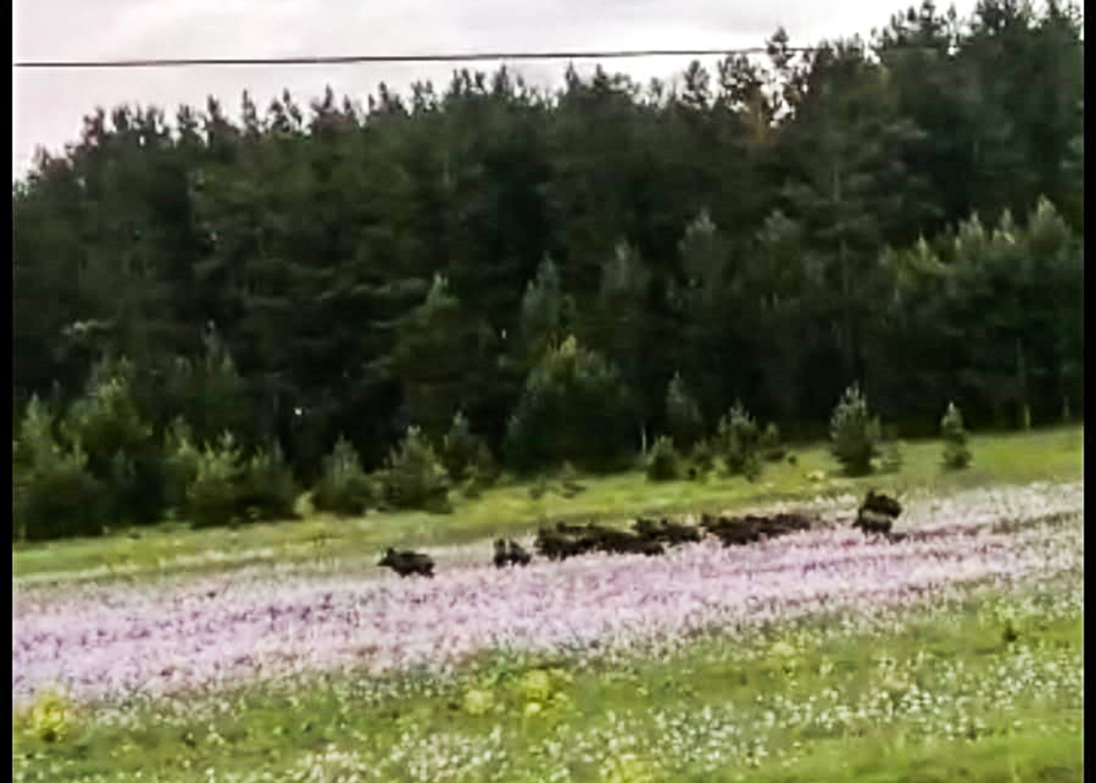 Ormanlık Alanda Domuz Sürüsü Böyle Görüntülendi