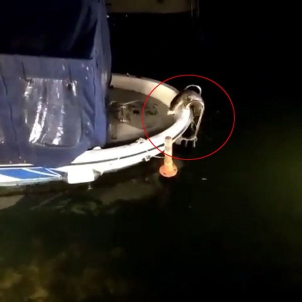 Küçükçekmece Gölü’nde nesli tükenme tehlikesi altındaki su samurları görüldü