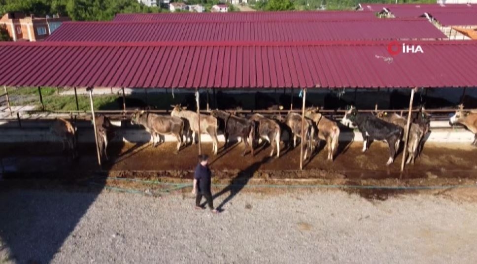 Kurbanlıklar pazara indi