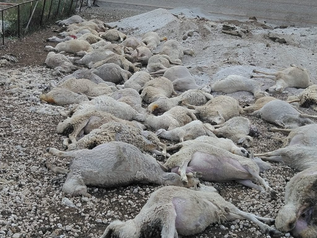 Toprak kaydı, 58 koyun telef oldu