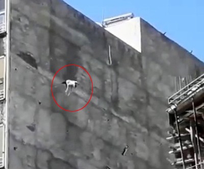 Çatıda mahsur kalan köpek yedinci kattan atladı