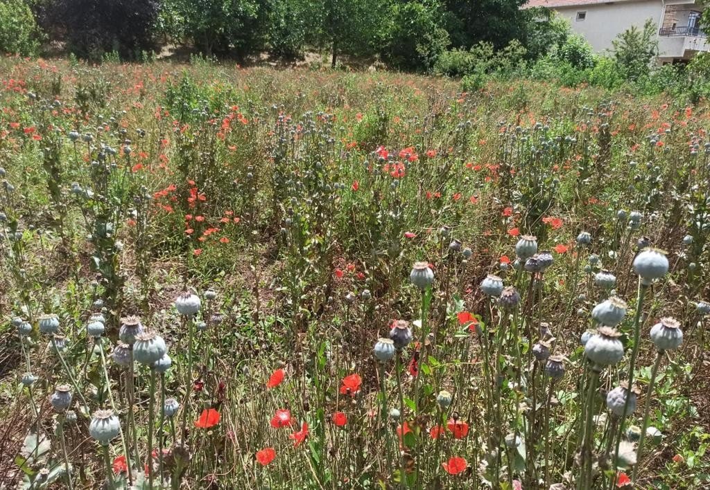 Kırklareli’nde izinsiz ekilen 975 kök haşhaş ele geçirildi