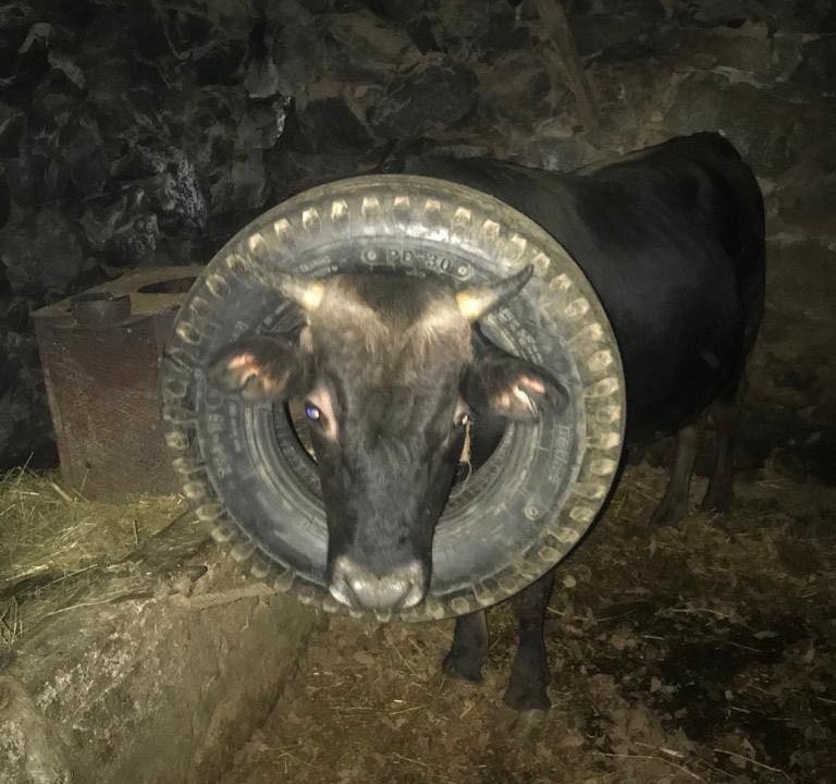 İneğin Başına Geçen Araba Lastiği İtfaiye Ekipleri Tarafından Çıkarıldı