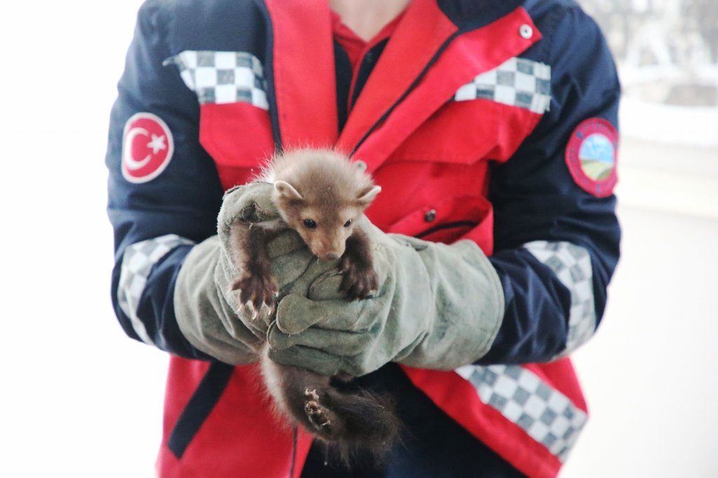 Davetsiz misafir artık ait olduğu yerde