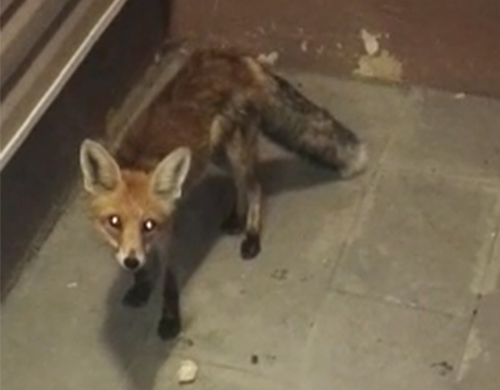 Her Gün Bakımevine Gelen Tilkiyi Besliyor