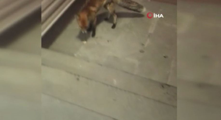 Her Gün Bakımevine Gelen Tilkiyi Besliyor