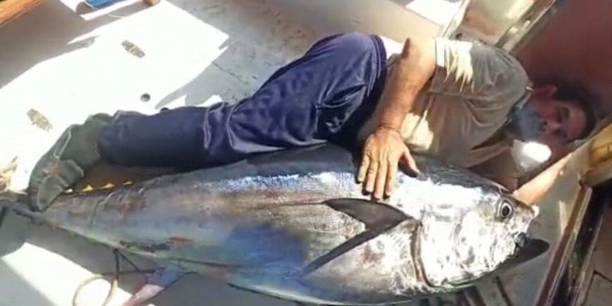 Antalya’da balıkçının oltasına 130 kiloluk orkinos takıldı