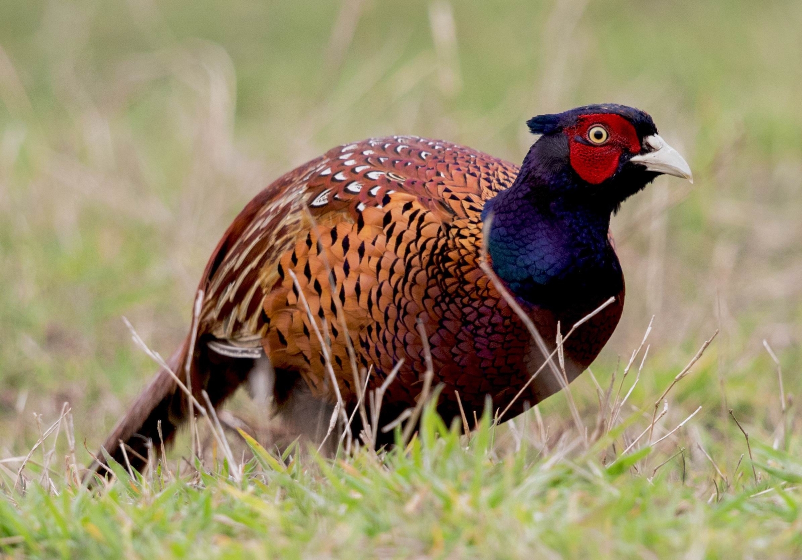 Kene Avcısı 15 Bin ‘Sülün’ Doğaya Salınacak
