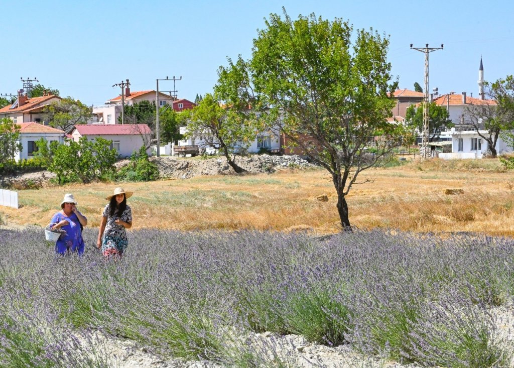 Gelibolu Tarihi Yarım Adası Lavantalarla Bezendi