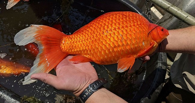 ABD'de Devasa Japon Balığı !