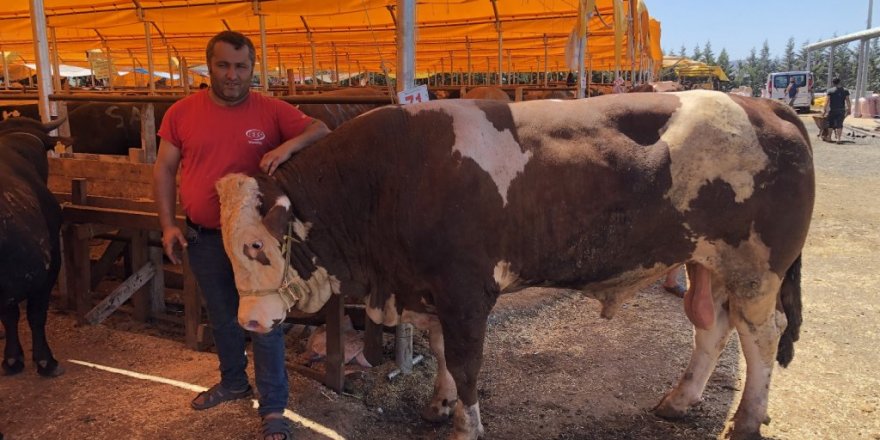 ‘Şampiyon’  Boğa Alıcısını Bekliyor