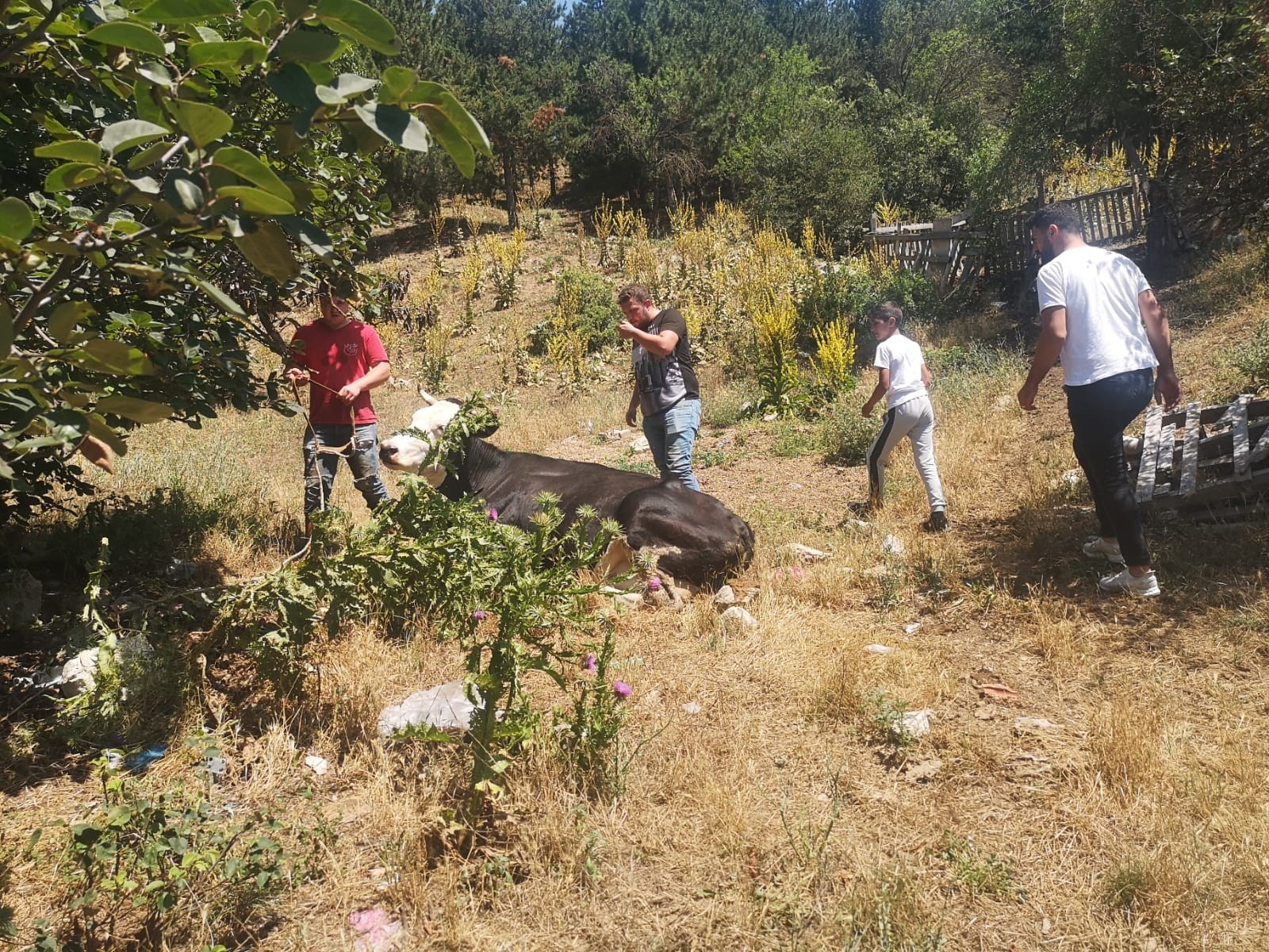 Kaçan Kurbanlık Dana Kovalamaca Sonrası Yakalandı