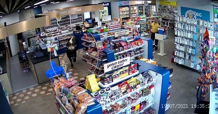 Sahibinin Elinden Kurtulan Dana Markete Daldı