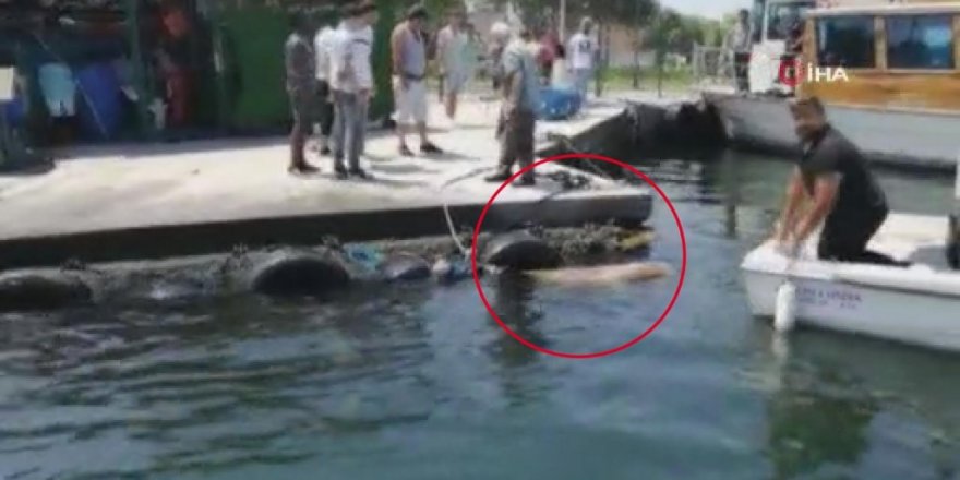 Kasımpaşa’dan denize atlayan kurbanlık dana Balat sahiline kadar yüzdü