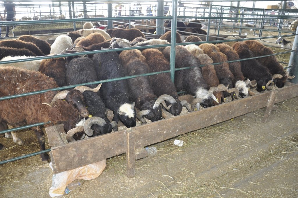 Kurbanlıklar Elde Kaldı, Fiyatlar Düştü