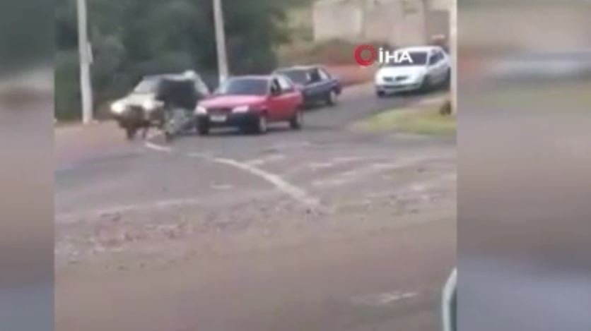 Brezilya’da Yemek Taşıyan Kurye Domuz Saldırısına Uğradı