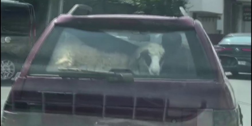 Kurbanlık Koyunu Otomobil Bagajında Böyle Taşıdı