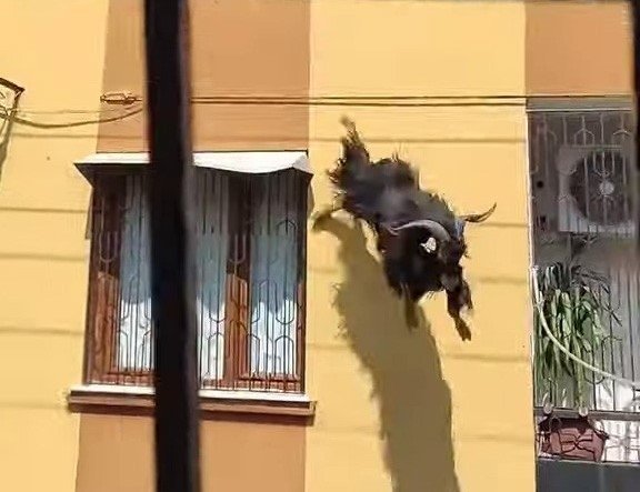 Adana’da Kurbanlık Keçi Çatıdan Düştü