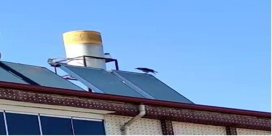 Elazığ’da ’Allah’ diye bağıran karga görenleri hayretler içinde bıraktı
