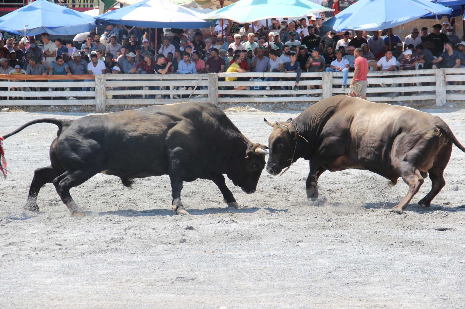 2 yıldır arenaya inemeyen boğalar nefesleri kesti