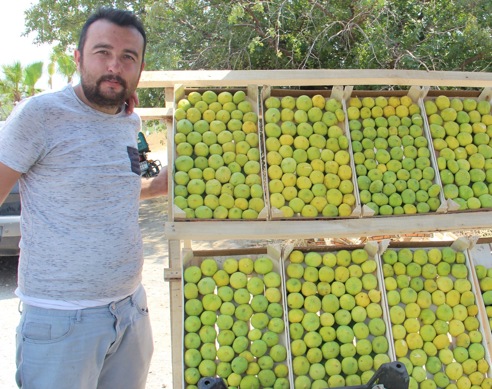 Aydın’ın Milli Meyvesi İncir Tezgahlarda Yerini Aldı