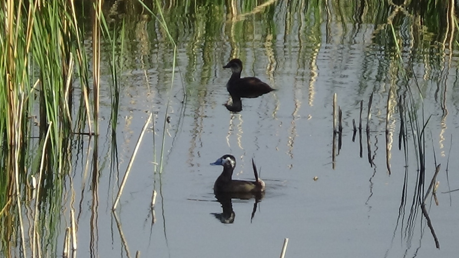Erçek Gölü’nün Müdavimleri Dikkuyruklar