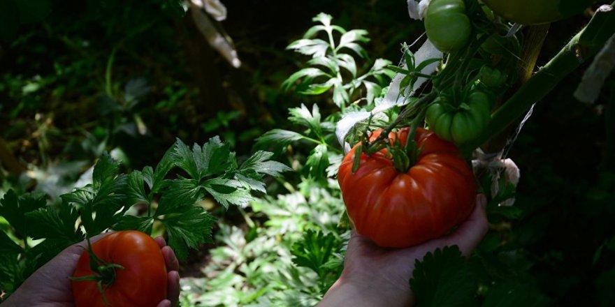 Meteoroloji'den zirai don uyarısı