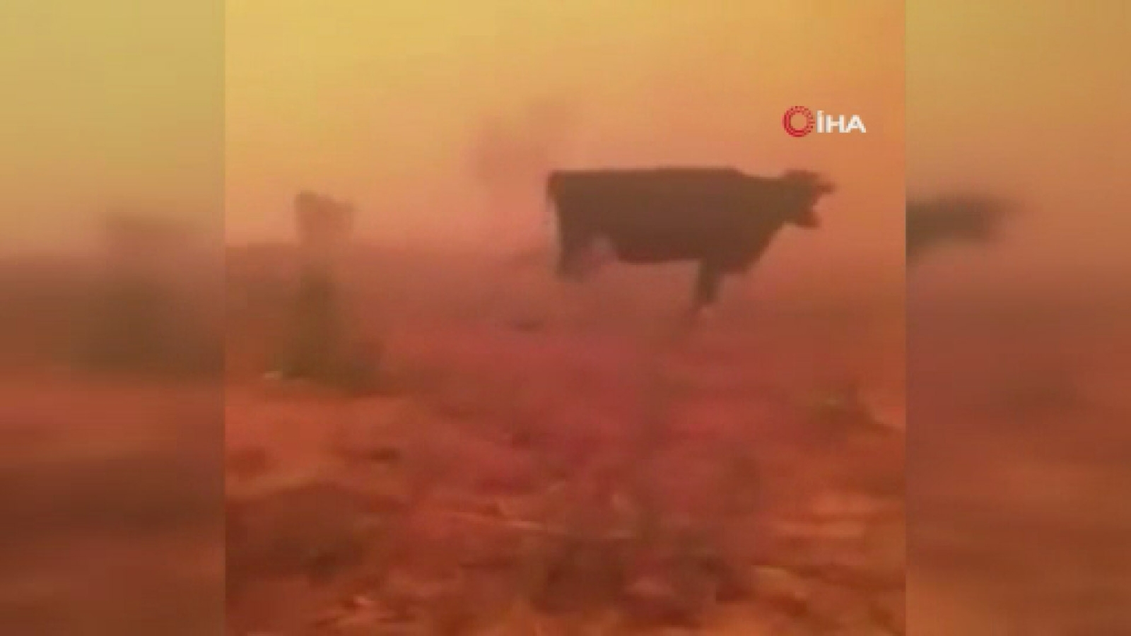 İnekleri Alevlerin Ortasında Kaldı "Gel Gitme Ne Olursun" Diye Ağladı