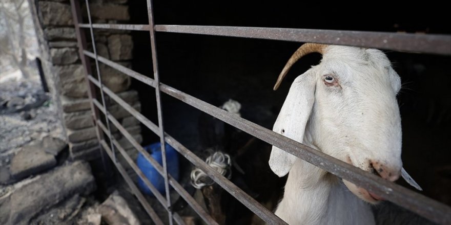 Haytap Orman Yangınlarında Yaralanan Hayvanların Tedavi Masraflarını Karşılayacak