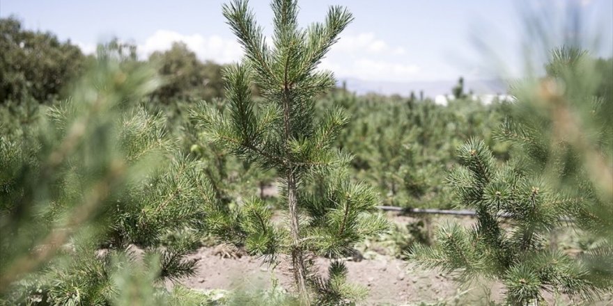 Tobb'dan ormanlar için 5 Milyon Liralık Destek