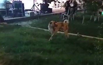 Düğün Müziğine Kapılan Köpek Dans Etti